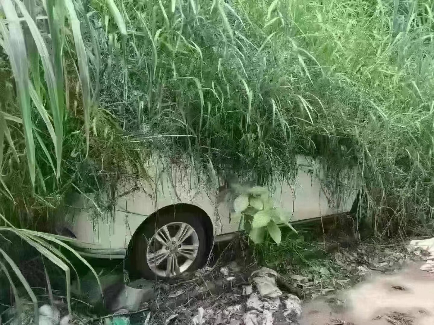 都长草了，能看出来是什么车吗？家里有车不开的，停在那边半年不动一次的小伙伴，私聊