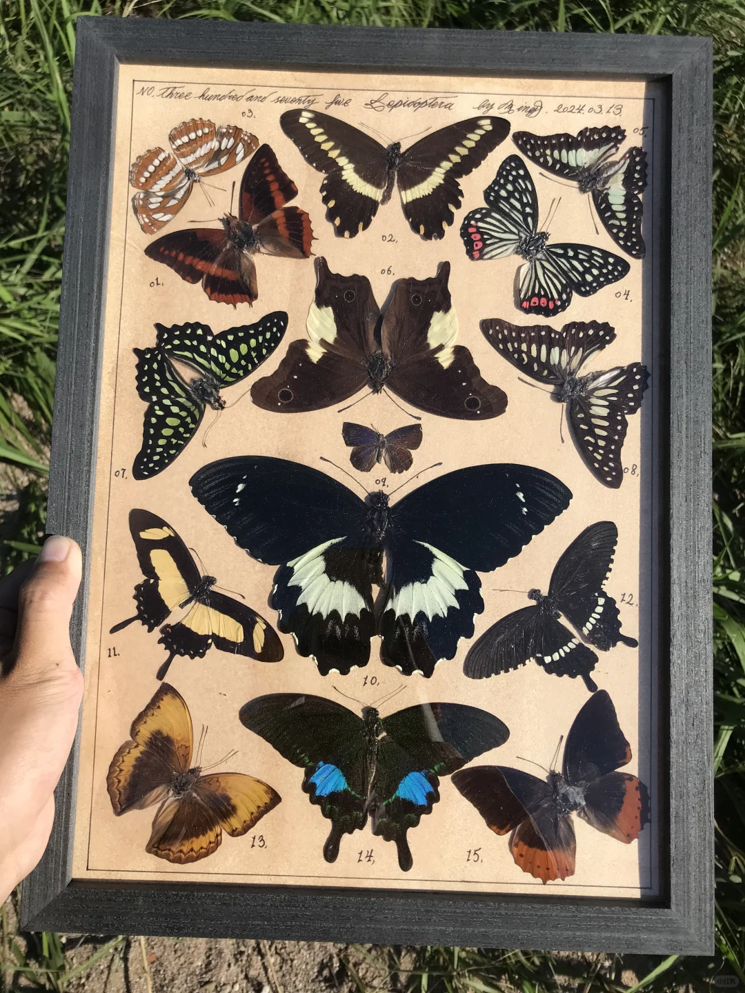 压制蝴蝶标本图鉴一幅