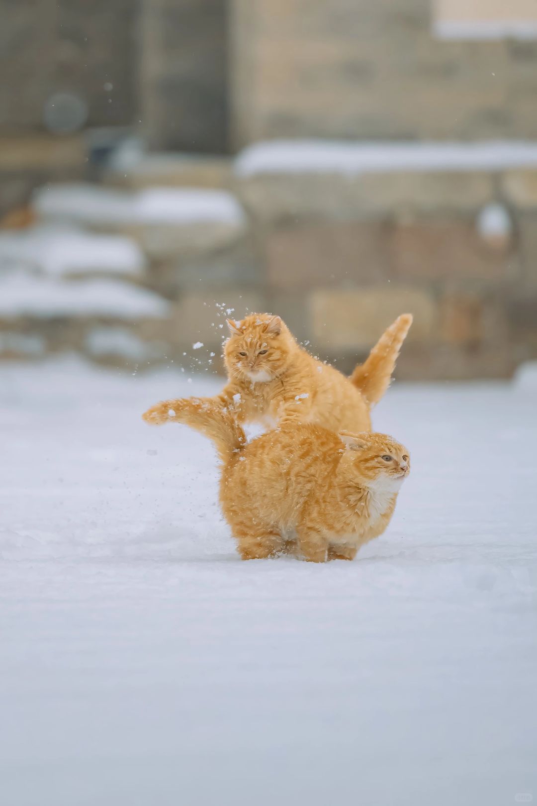 两只在雪中打闹的橘子