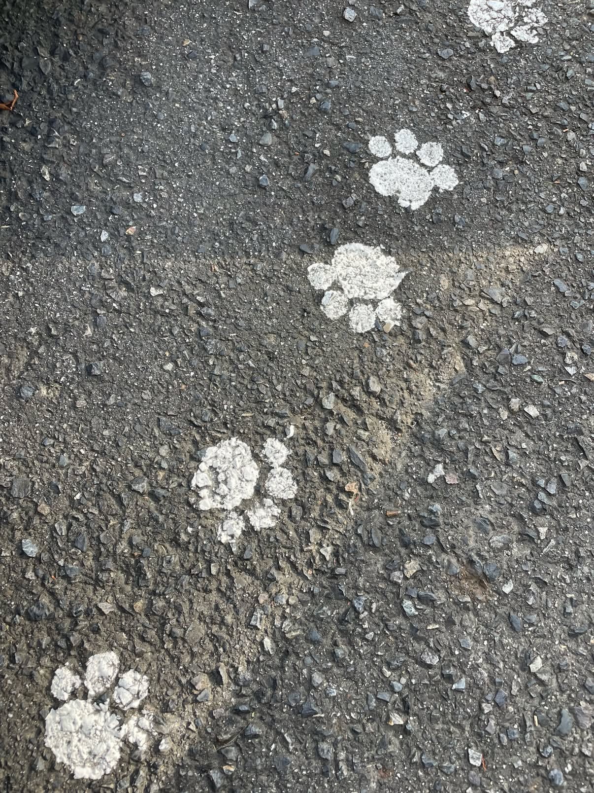 日本某动物医院的停车场🐾 