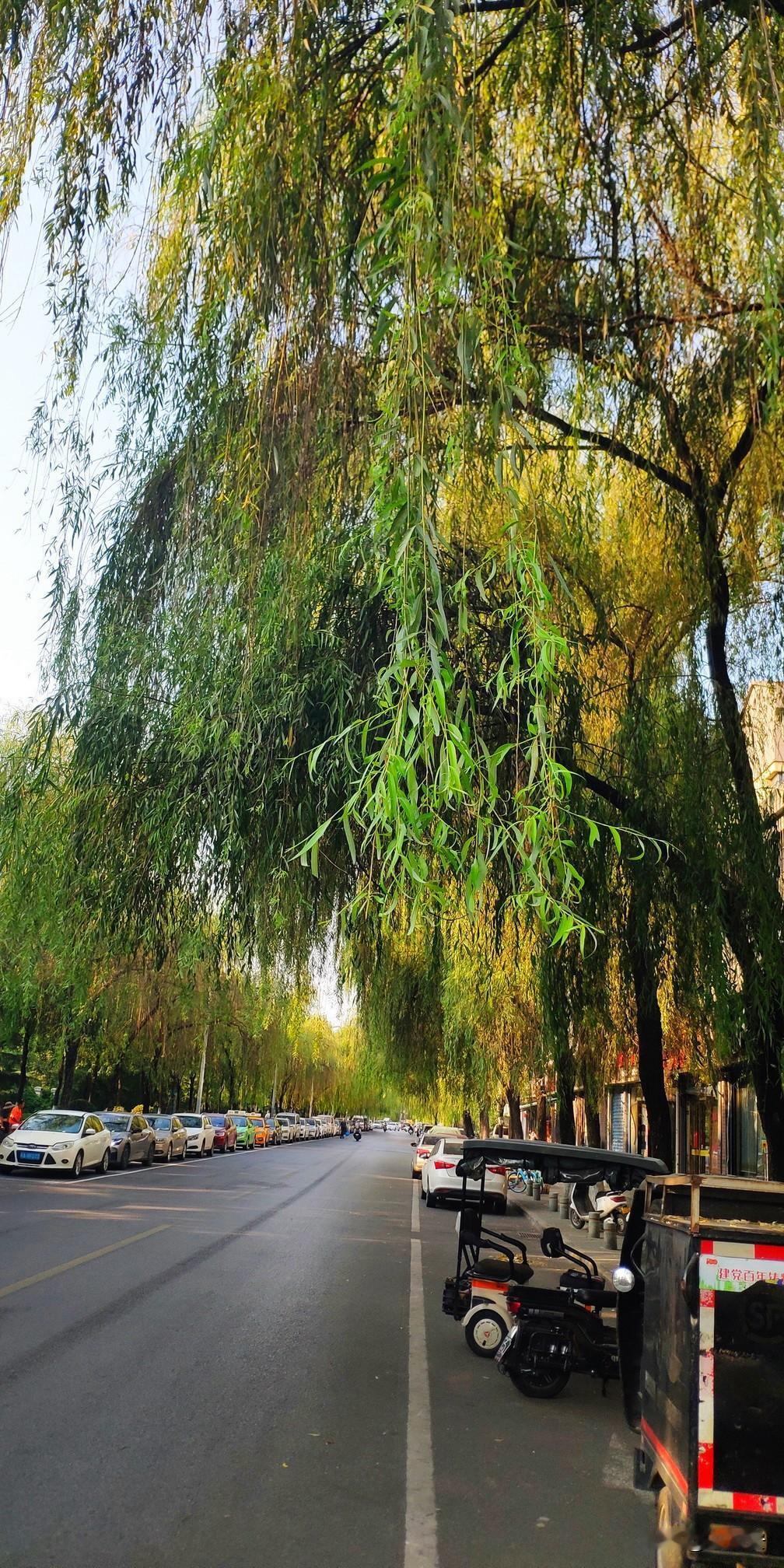 一条街道两边种满柳树的街道，你能猜到在哪个区那条路吗？虽然现在入秋了柳树不再嫩绿