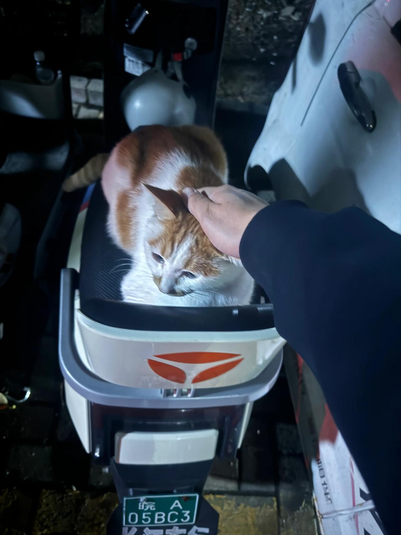 十一回趟东北，10天没见到楼下的流浪猫了，它好像有点生气了[呆无辜]