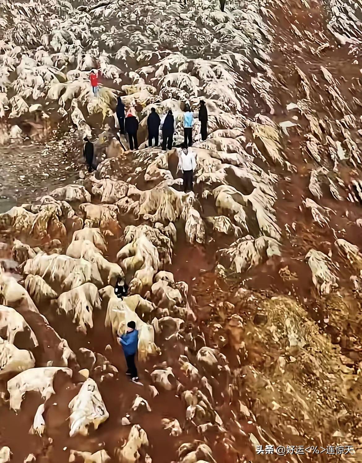 高铁施工挖出5亿年前石海！山东宁阳这一铲子，挖到了地球的记忆。
 
挖到宝了！山