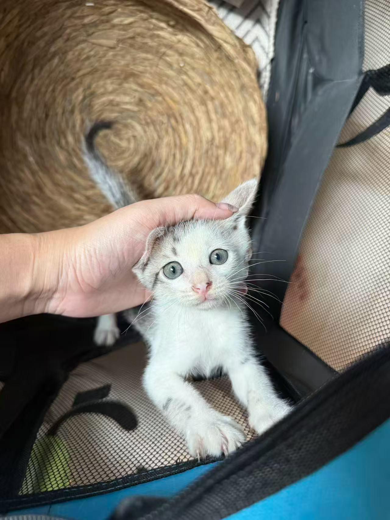 珠海，小猫咪找领养
【珠海，深圳】小猫咪找领养❗️❗️❗️
品种：简州猫
名字：
