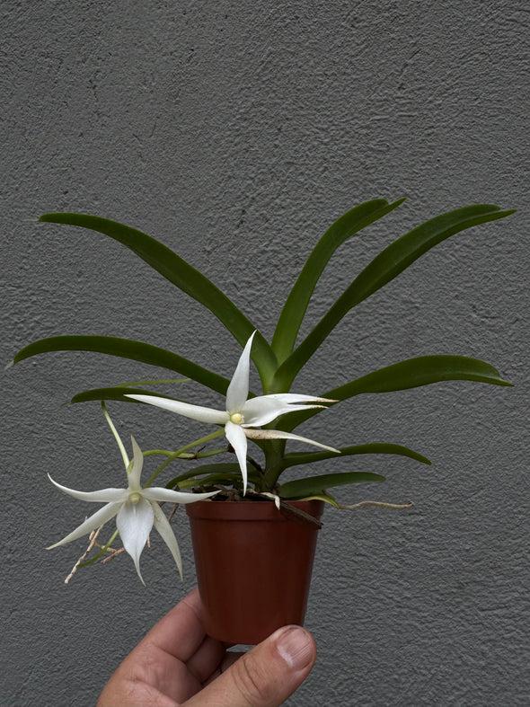 Angraecum ‘Kruger Pearl’（克鲁格珍珠）
是一种万代兰属（