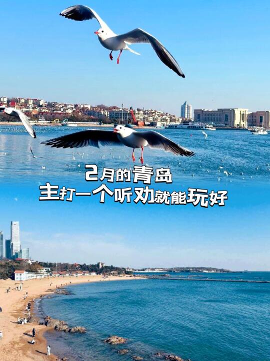2月的青岛|主打一个听劝就能玩好