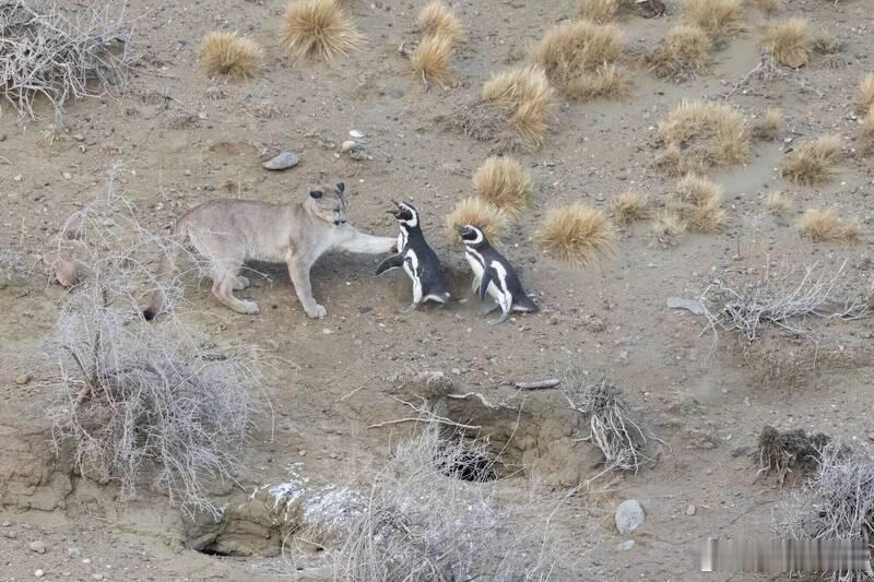 【阿根廷保育太成功？美洲狮密度破纪录，竟把企鹅当主食】海外新鲜事 生态保育的成功