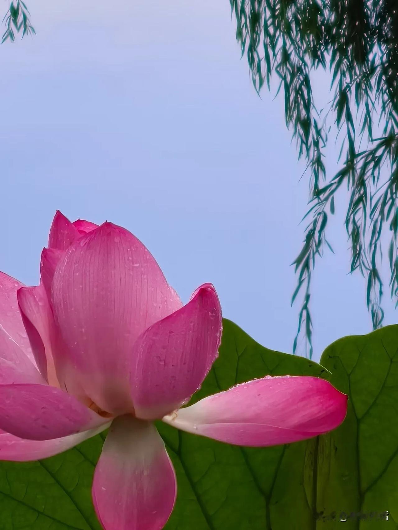 清晨散散步，滨海公园的荷花已经开了。花瓣上还挂着露水。
这里的空气真新鲜！
