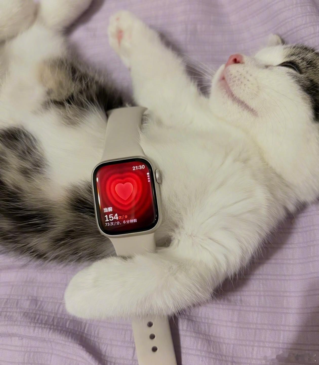 用Watch测小猫心率。 