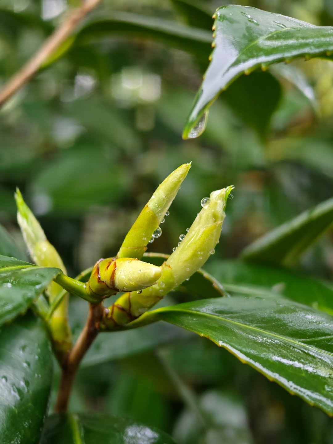雨雾朦朦的天气，茶花树发新芽了。兄弟们早每天早起打卡