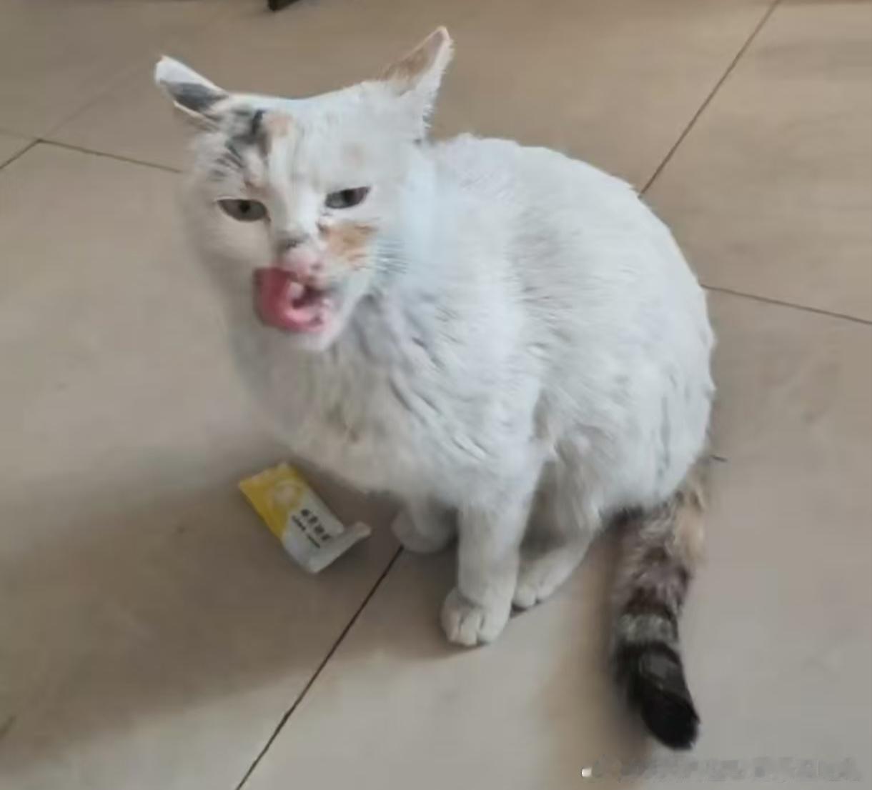 50137【丑猫】闺蜜家的猫。 