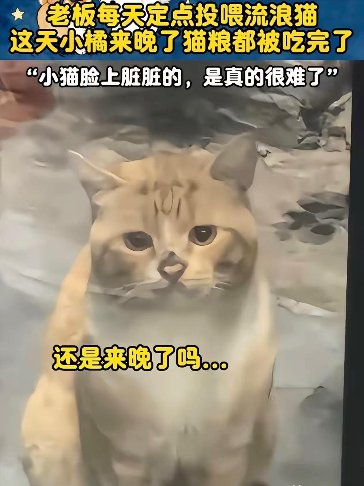 流浪猫因为来晚了，错过了男子的投喂时间，正当它准备饿着肚子转身离开时，男子却带着