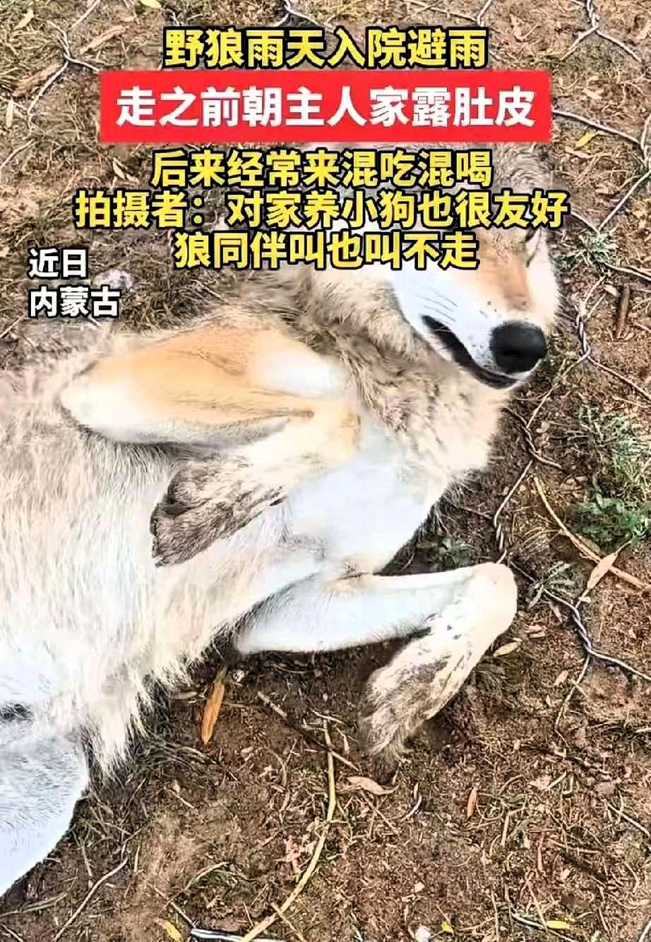 笑不活了！内蒙古，一只野狼下雨天跑进一户人家院子躲雨，谁知临走还对着人翻肚皮示好