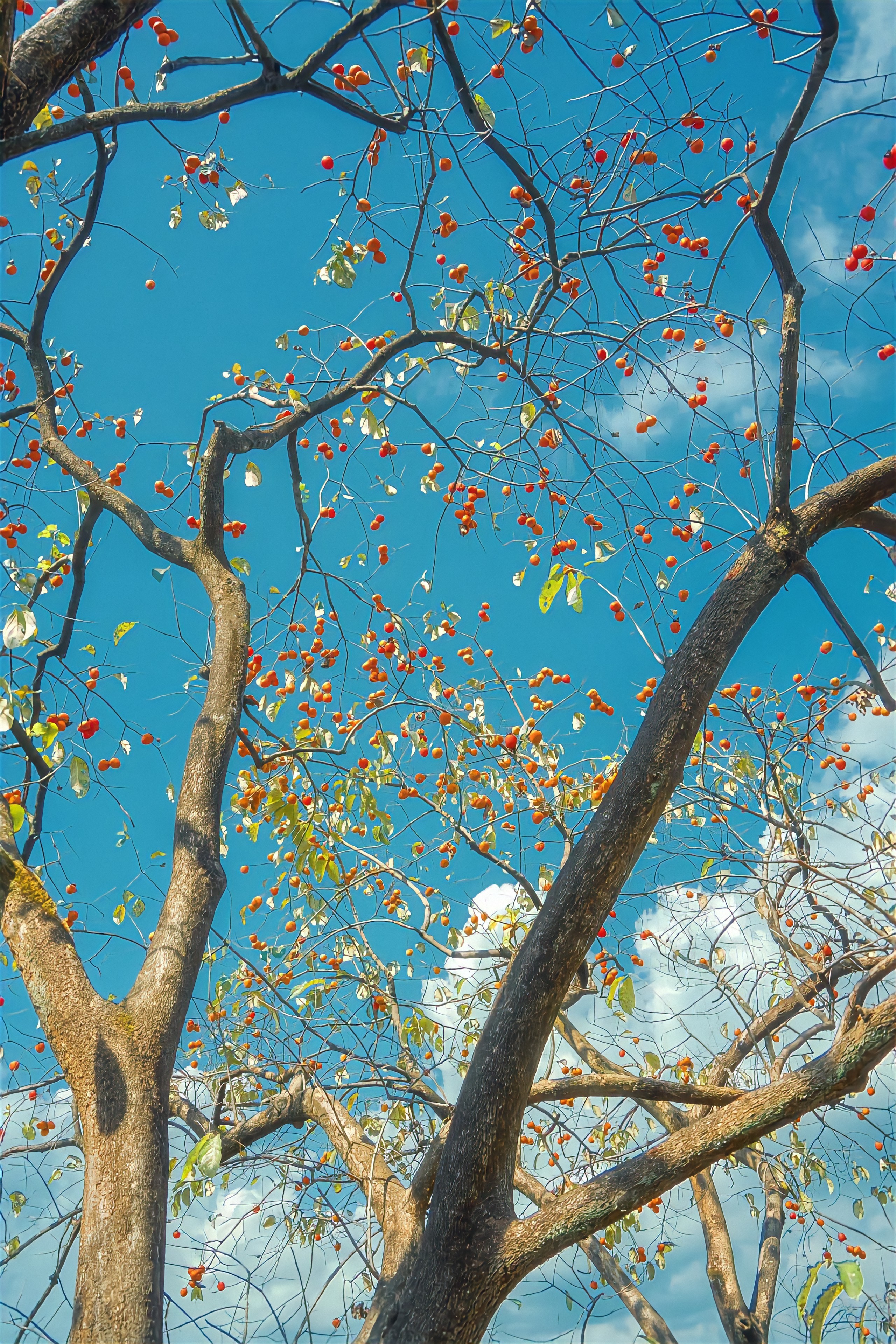 抬头见秋🍂🍁🐕 ​​​