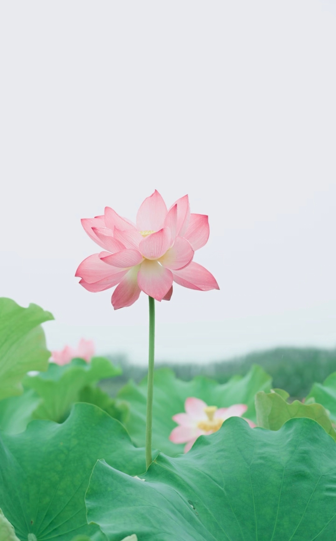 “ 一池晨荷，满心好运 … ” 