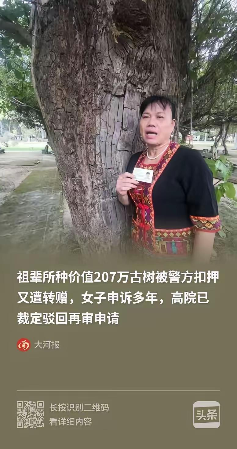 强盗行径！无法无天！令人发指！海南，一女子的种了一颗价值207万的百年重阳树，却