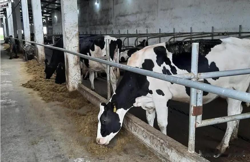 大量俄罗斯牛奶将到了。俄罗斯Ekoniva农业集团，是俄最大的原奶生产企业，在俄