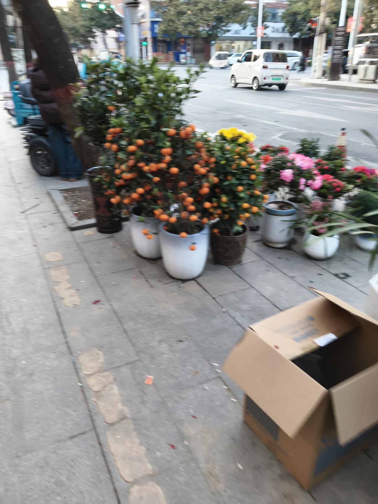 新年生活图鉴卖花的生意非常好啊。一年下来能卖不少钱呢。很多人买花都是种不活，估计