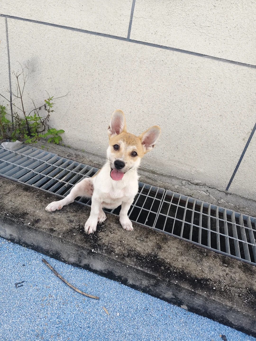待领养:中华田园犬弟弟（乐乐）🇨🇦