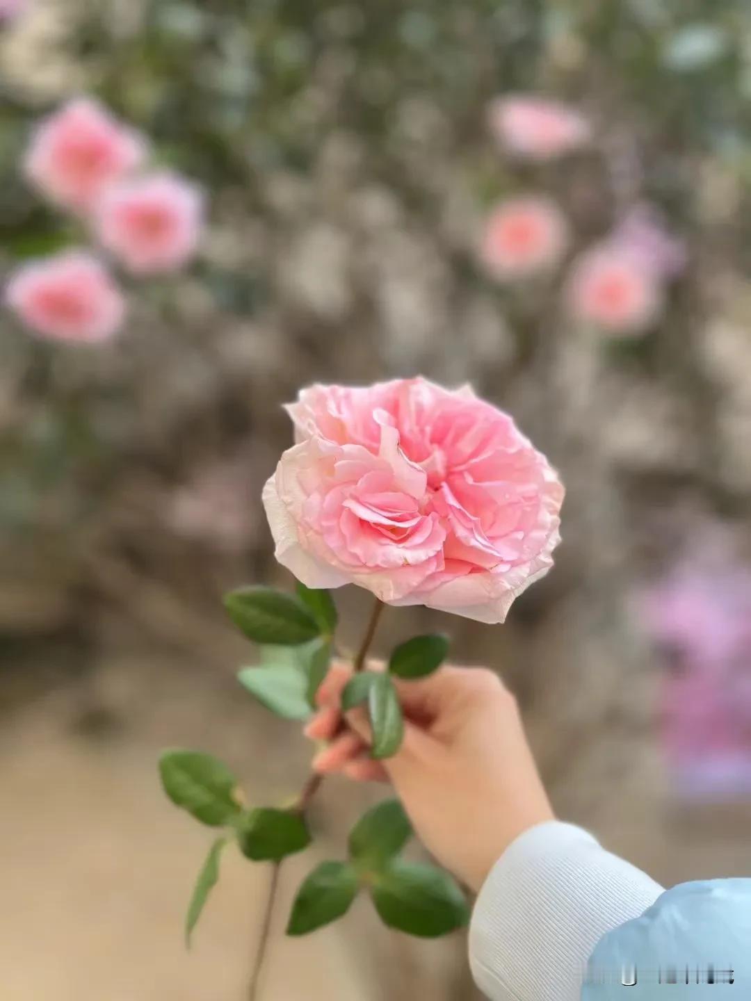 临安春雨初霁
世味年来薄似纱，谁令骑马客京华。
小楼一夜听春雨，深巷明朝卖杏花。