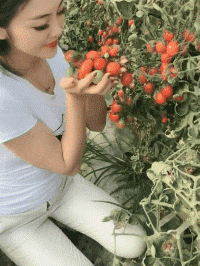 搞不懂为啥我媳妇这么喜欢西红柿