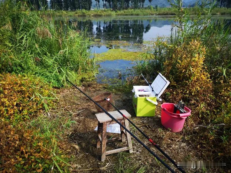 13m鱼竿。钓草窝。方法与技巧13米长竿钓草窝：擒获大板鲫的奇妙之旅

在钓鱼的