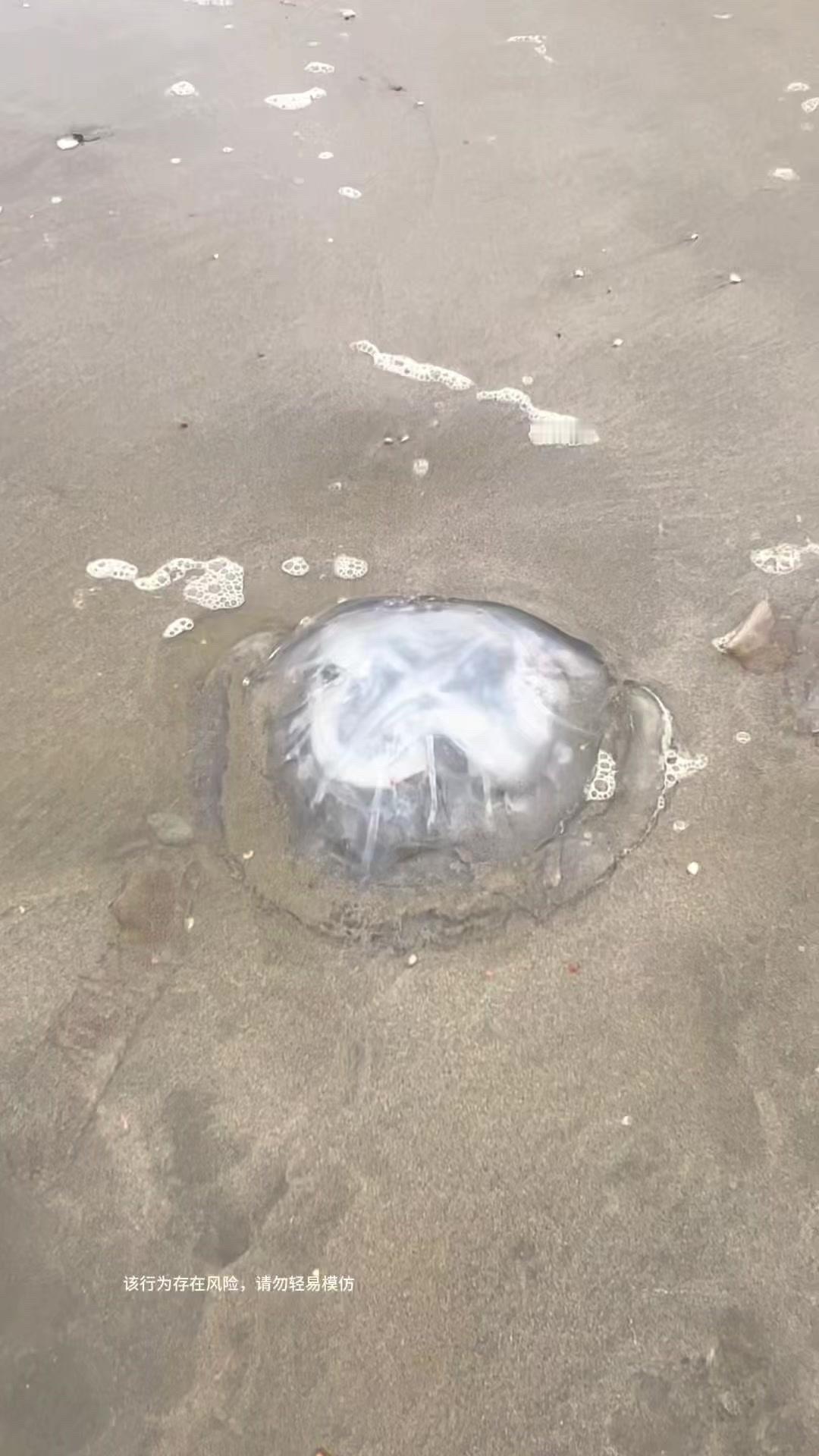 海边水母太多收不完？🌊渔民日常：海蜇捕捞要神速
海蜇不是果冻，是会蜇人的生猛食