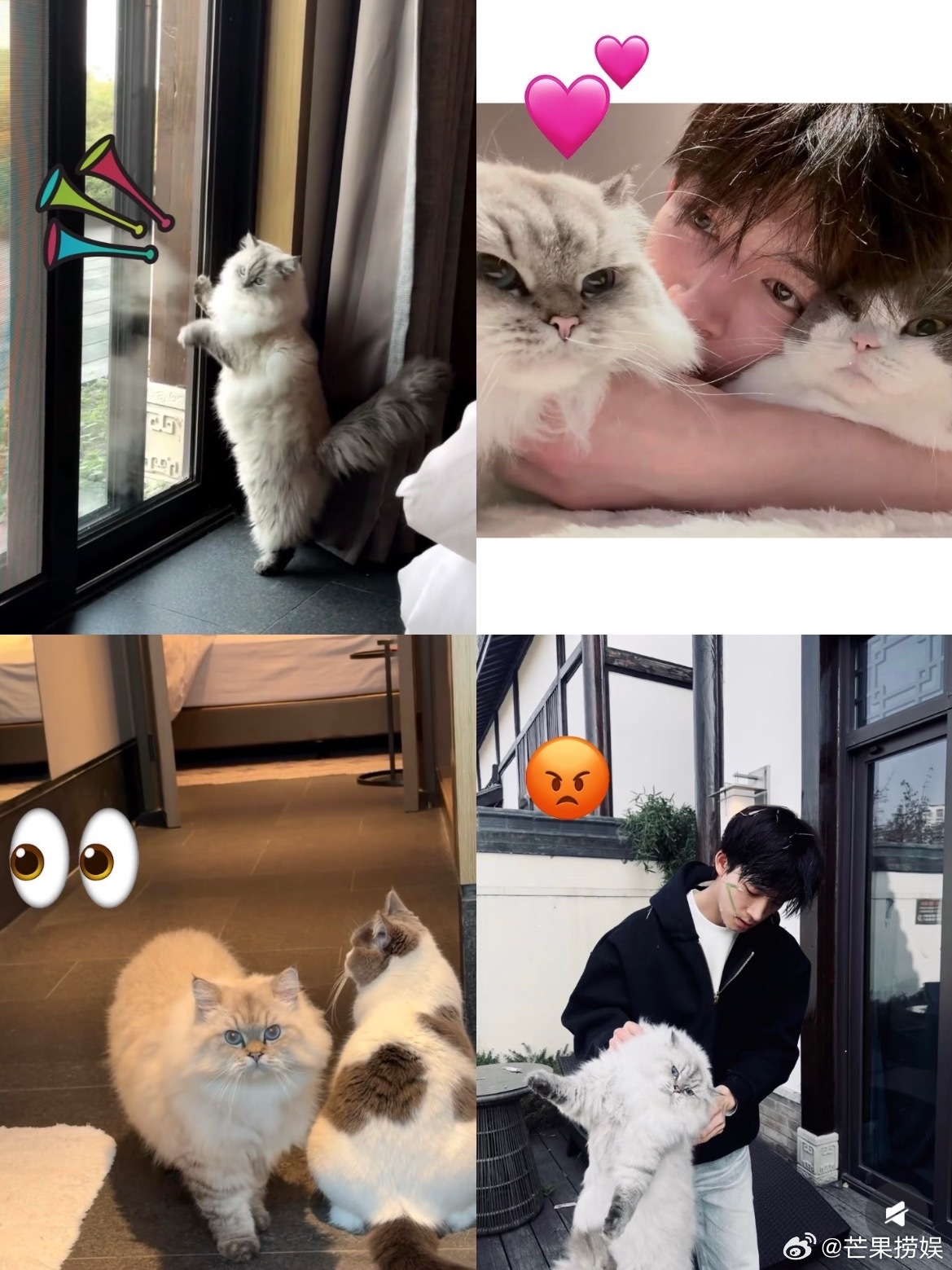 王星越对三胎的渴望咪咪和旺旺差点就要有妹妹了诶小猫这么不想加入豪门m王星越