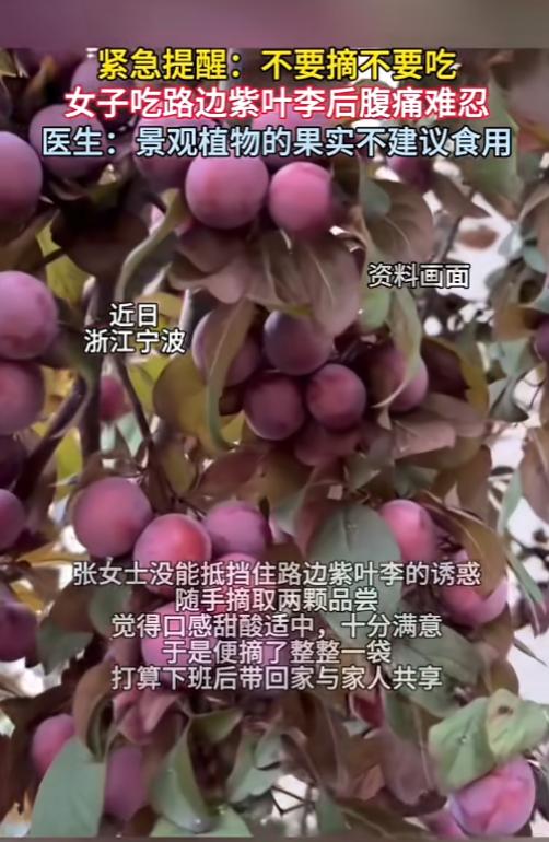 “路边的果子不要采！”6月6日，浙江宁波，一女子看到路边的紫叶李熟了，十分的诱人