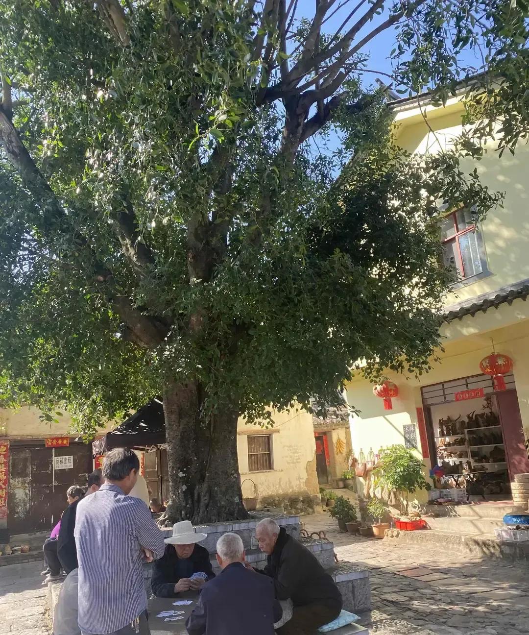 一个旅行博主在小红书说去了八趟云南还没够，打算搬去普洱租半年房子，我看完连夜把大