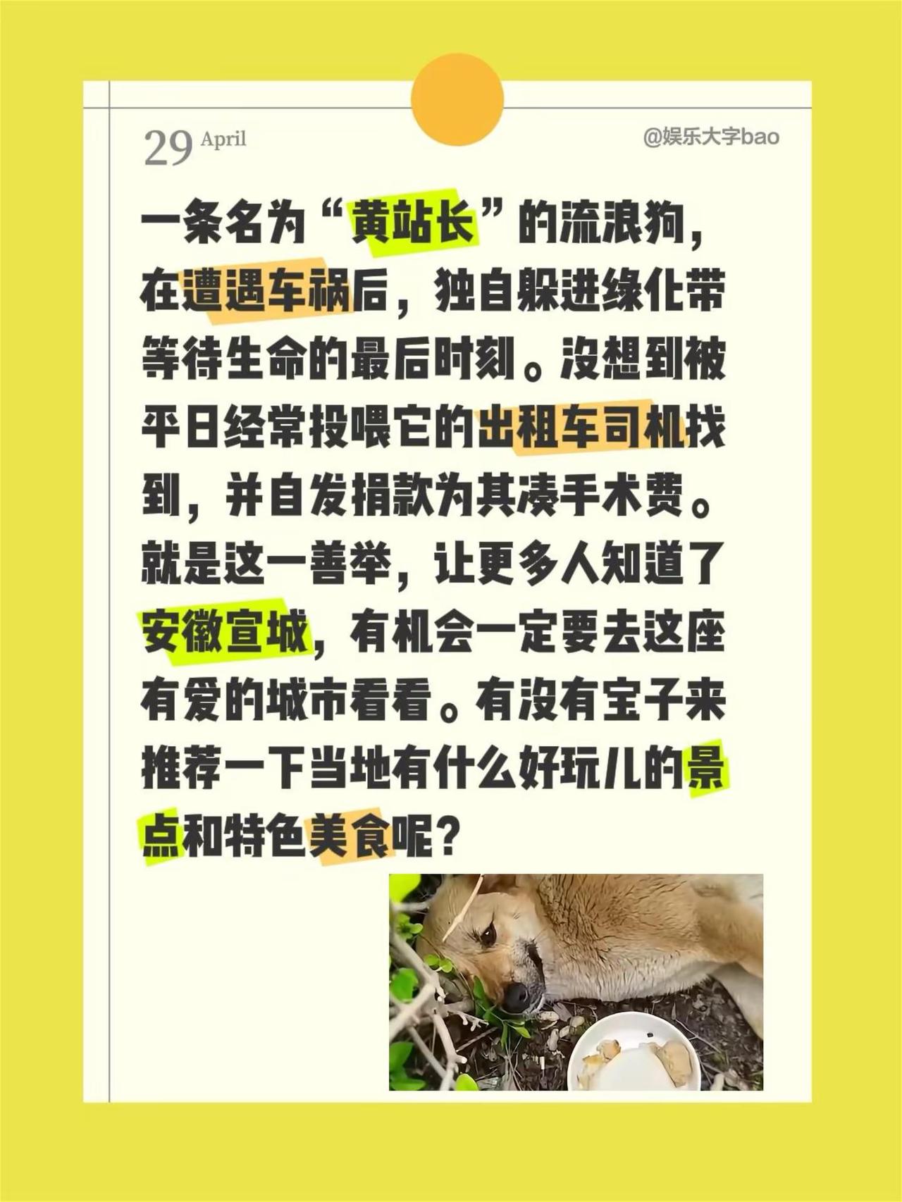 一条流浪狗带火一座城！一条名为“黄站长”的流浪狗，在遭遇车祸后，独自躲进绿化带等