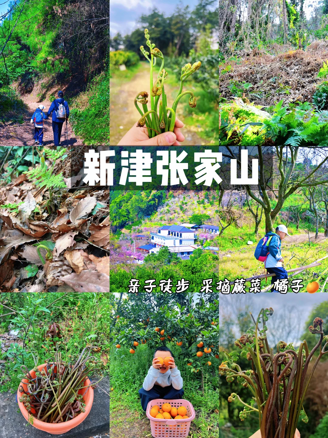 成都周边40min‼️新津张家山徒步摘蕨菜橘子