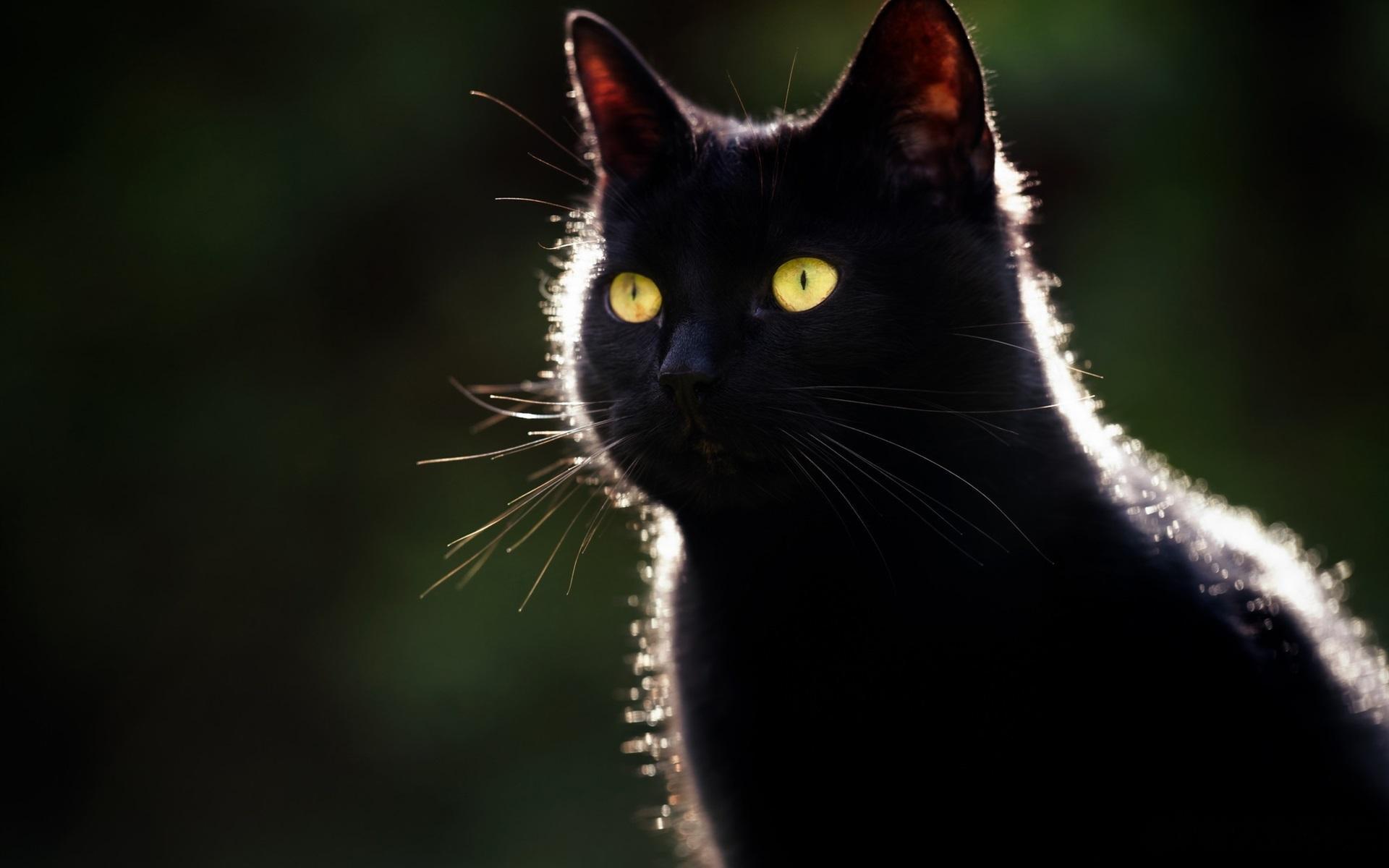 石斛夜光丸，让你的视力跟黑猫警长一样中医认为，肝开窍于目，肝肾同源，精血是视力的