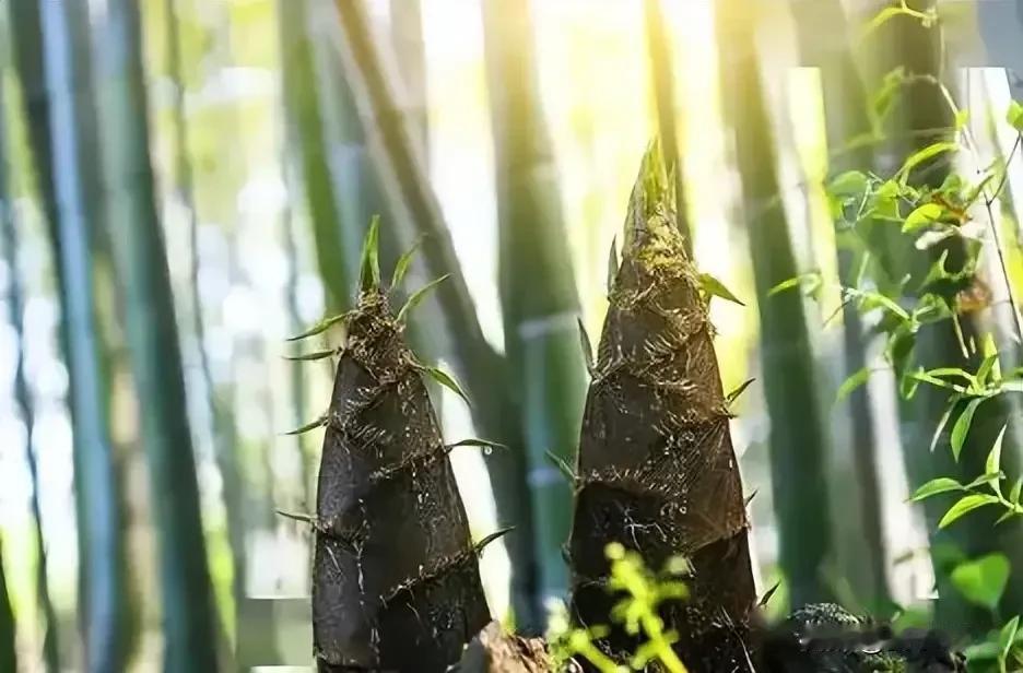 #上联：腊梅傲雪庆腊八，诚邀下联#新竹出笋迎新年