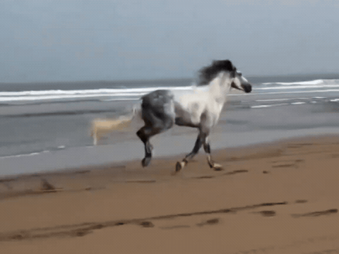 解开缰绳那一刻，心猛地一颤，眼泪唰地就下来了。看着这匹骏马在沙滩上肆意狂奔，四蹄