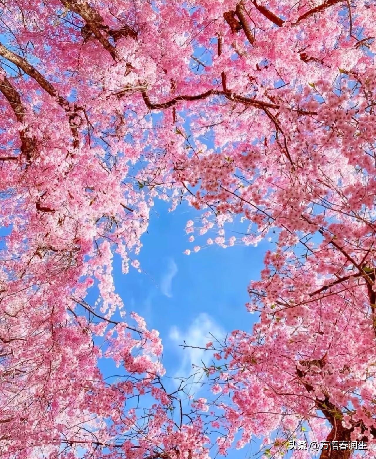 这个季节是属于樱花🌸的

 欣赏一下樱花的美丽 你们那儿的樱花开了吗？ 樱花开