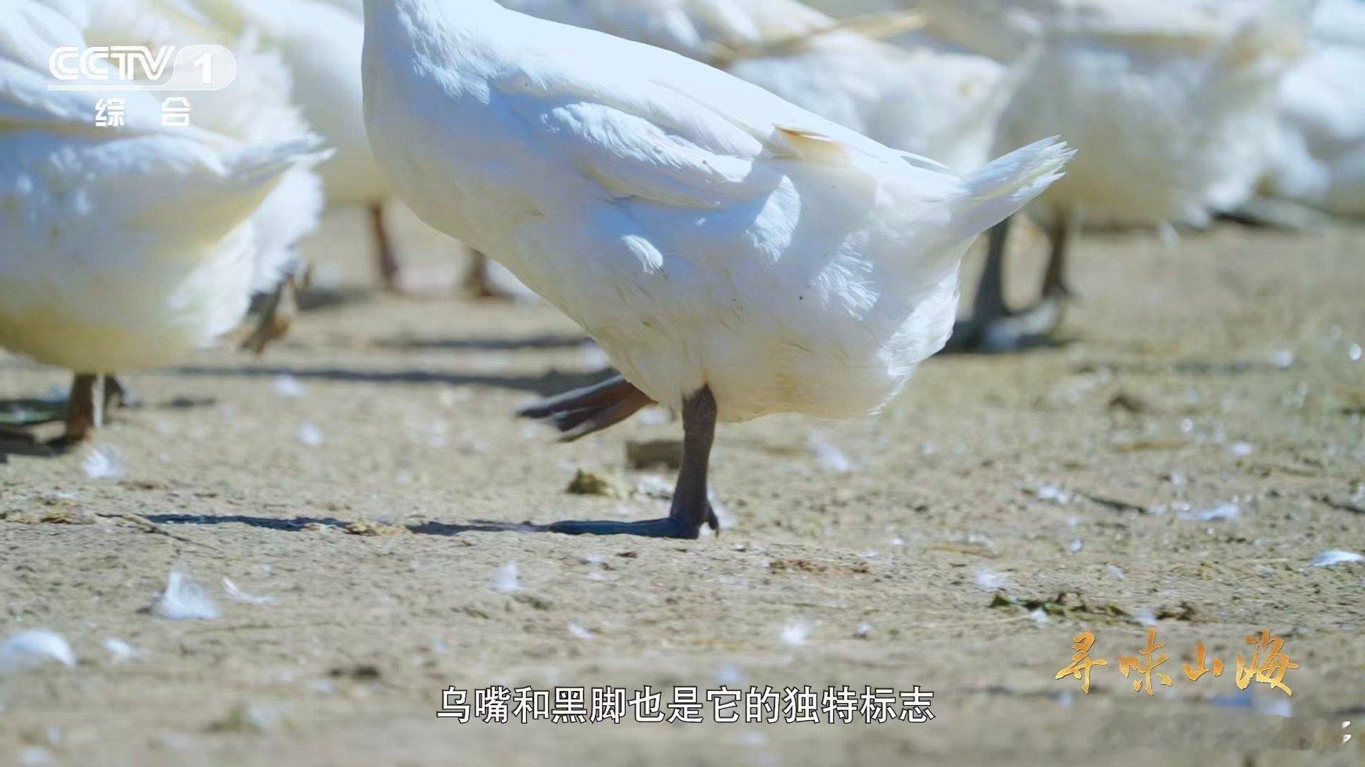 第一次知道老家特产有多牛颜值赛道也让小鸭子闯进来了 被福建连城白鹜鸭圈粉！全身雪