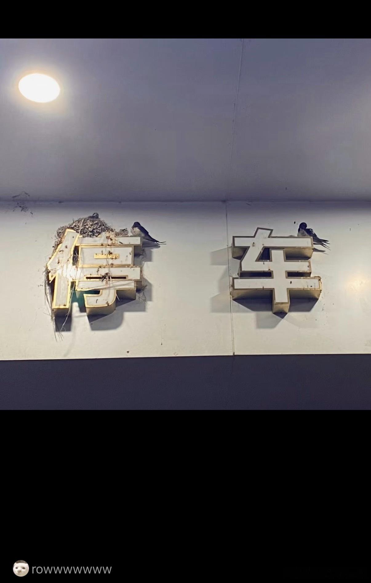 经研究，燕子的识字率很高 