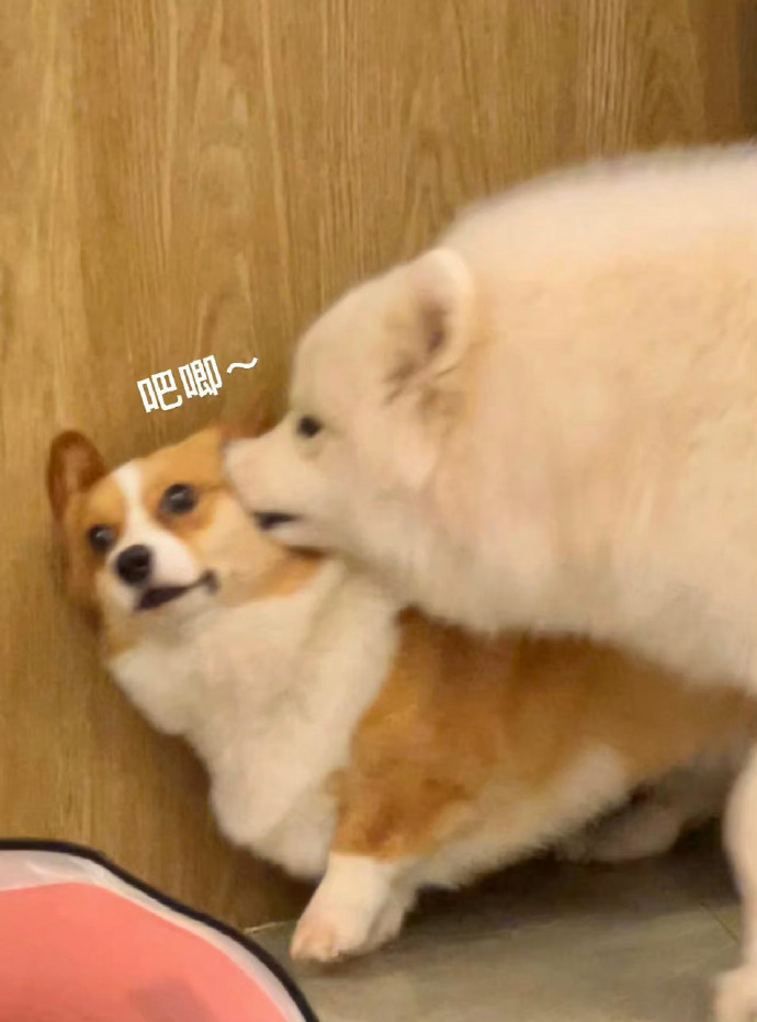 萨摩耶：亲亲小狗，烦恼没有，吧唧~ ​​​