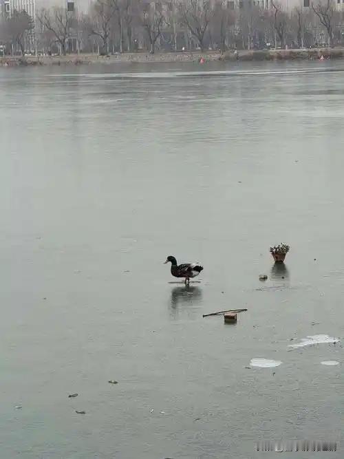 12月16日中午，有网友称天津水上公园有鸭子被冻在冰面上。17日景区工作人员回应