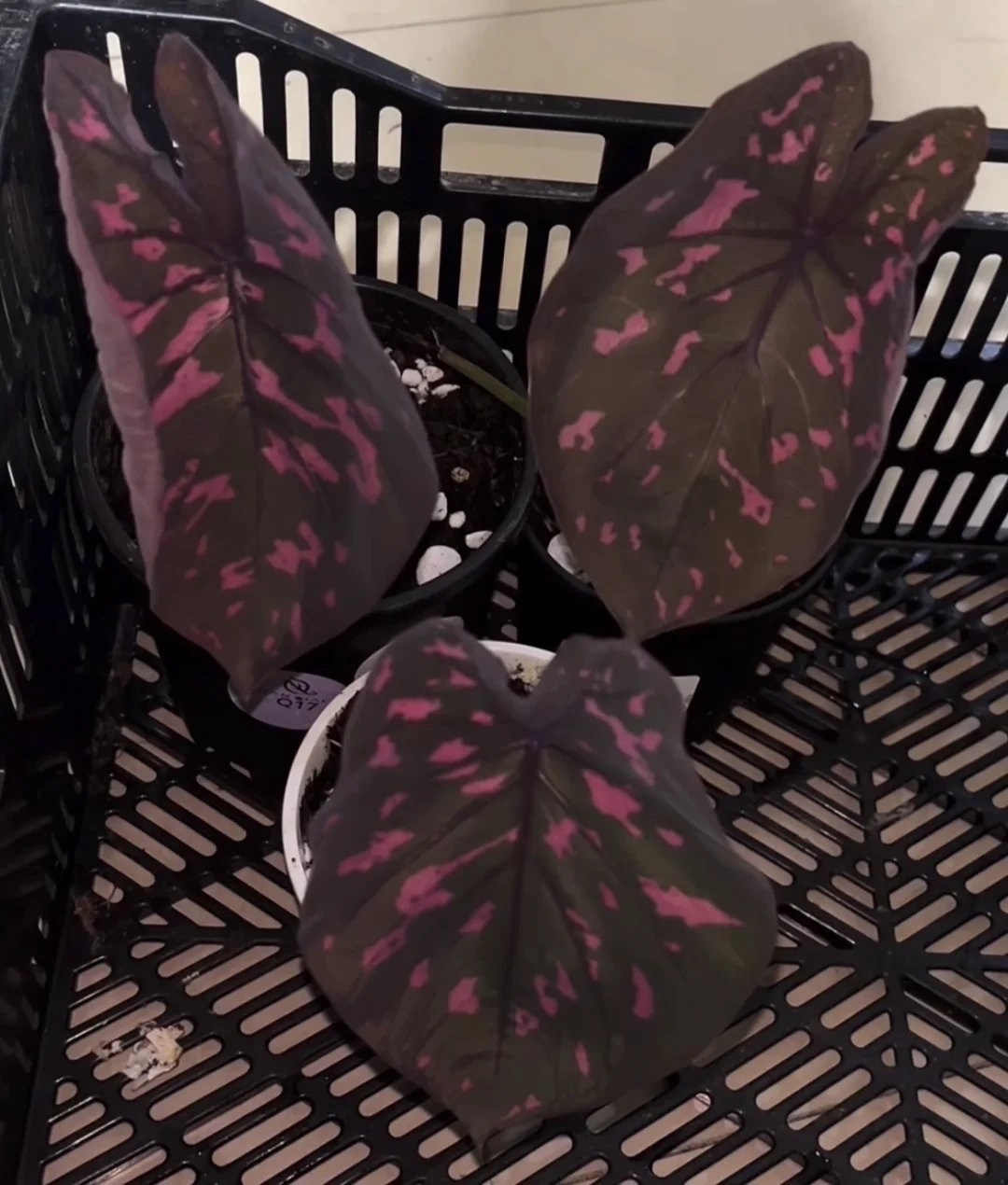 紫玉种球上架啦