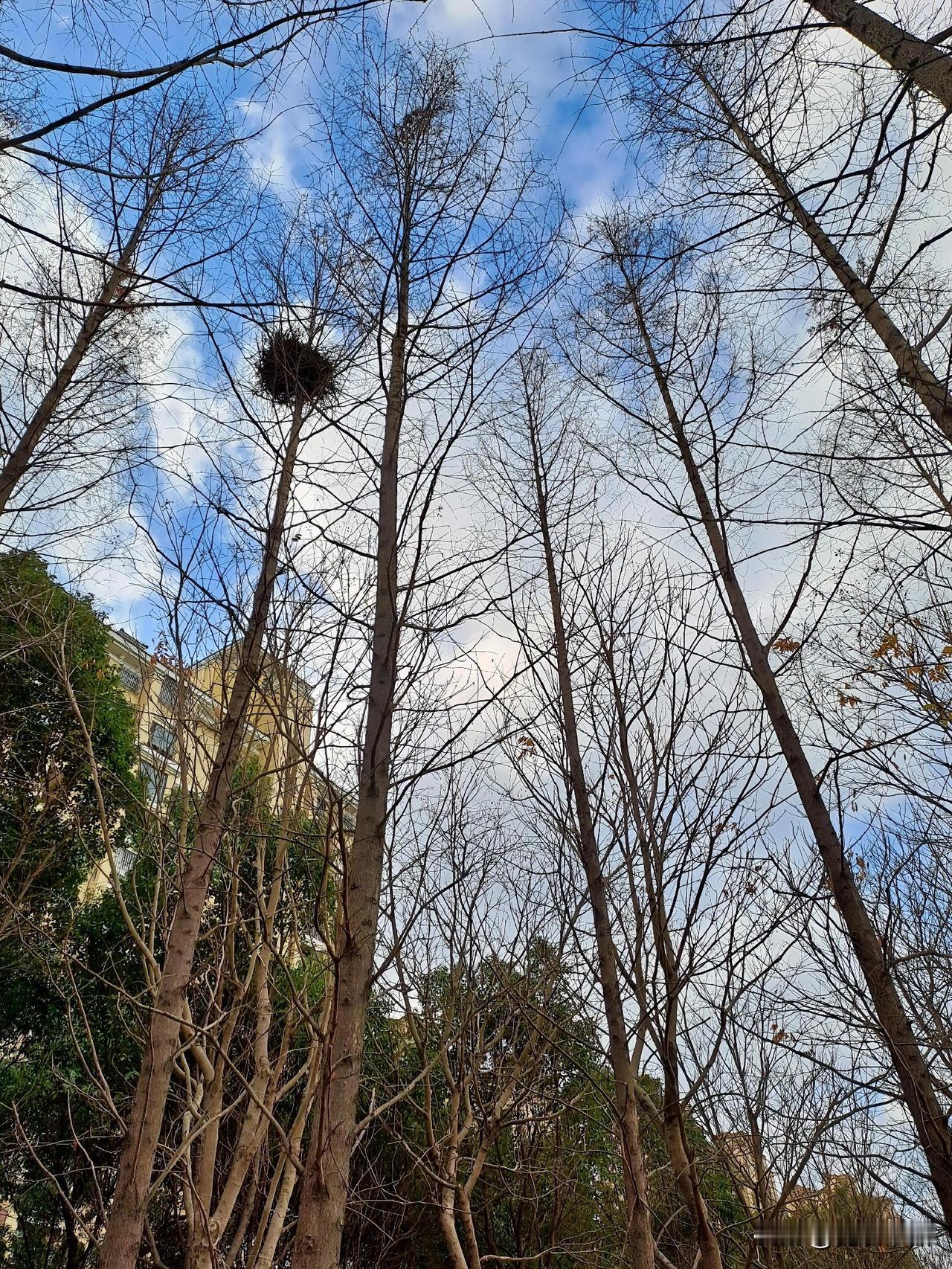 深秋的杉林色彩斑斓，从深绿慢慢变黄，和湖水相衬，宛如油画，明亮又安静。在这城市里