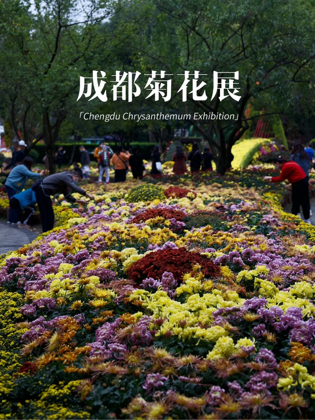 来人民公园赏菊了🌼20万盆美菊看个够📸