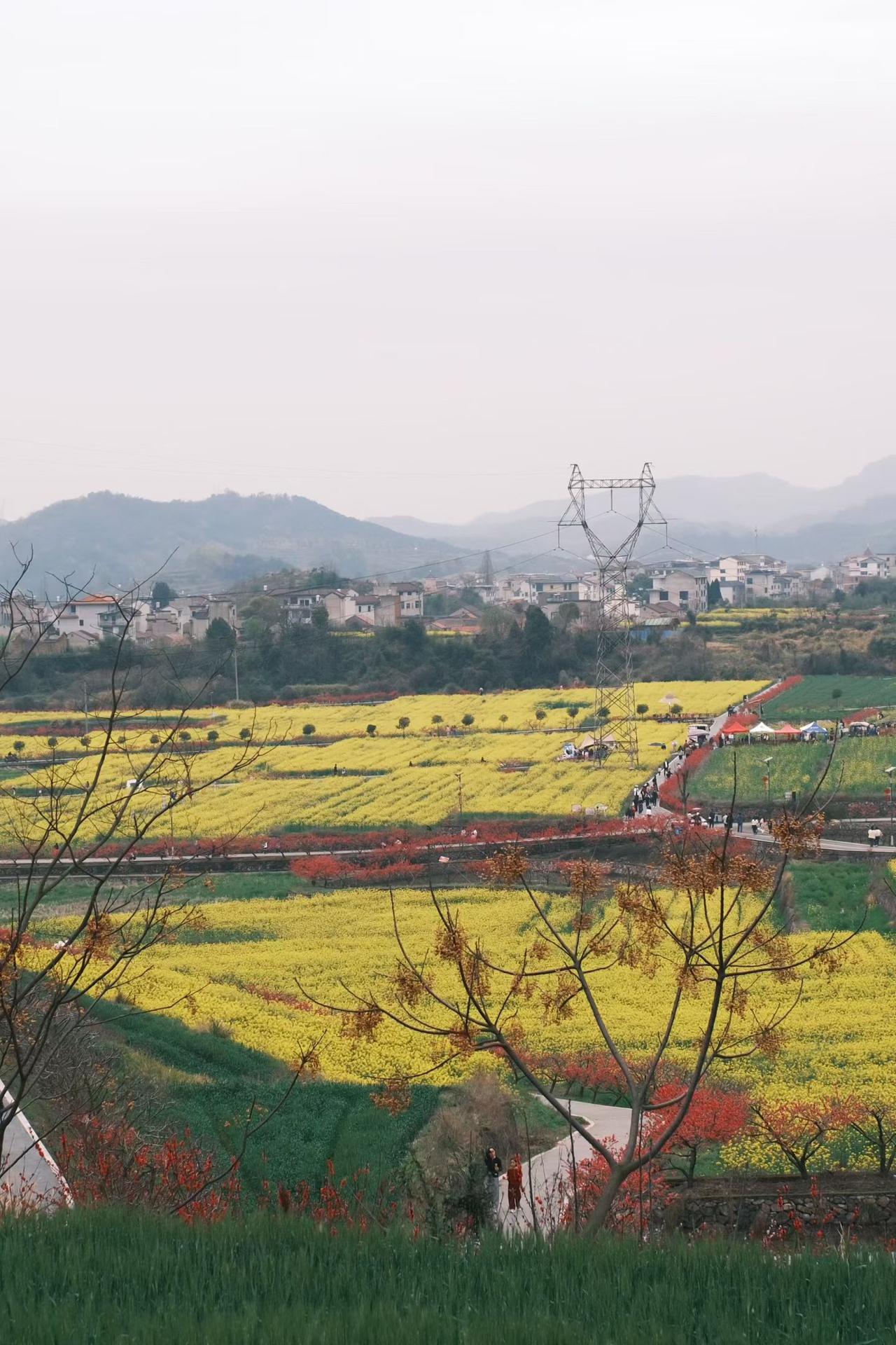 朋友带着感冒一个电话就坐高铁一路向南跑过来！只为不错过一个春天，不错过一朵花开，