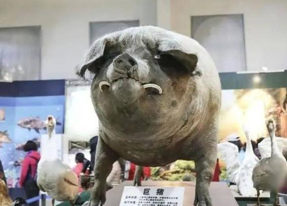 一头猪如果终生不杀，最终能长到多重呢？2003年，浙江一位农民买了一只小猪仔当宠