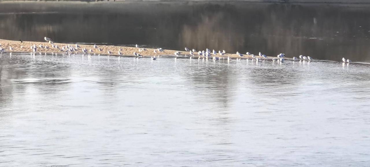 云淡风轻燕归来