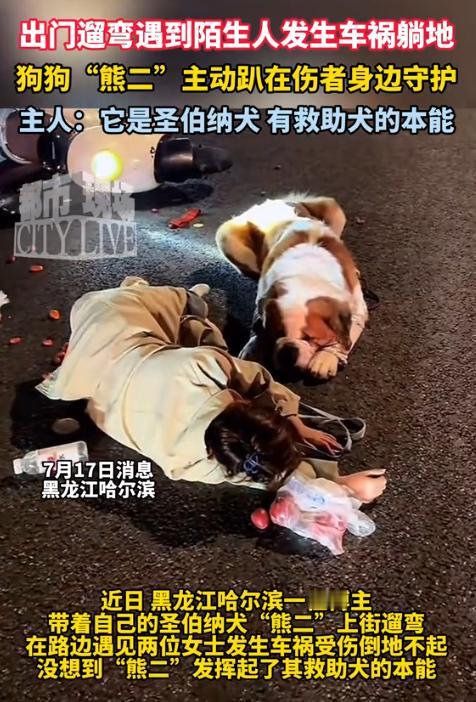 “太有灵性了！”黑龙江，男子出门遛狗，遇到2个女生发生车祸，趴地上动弹不得，他急
