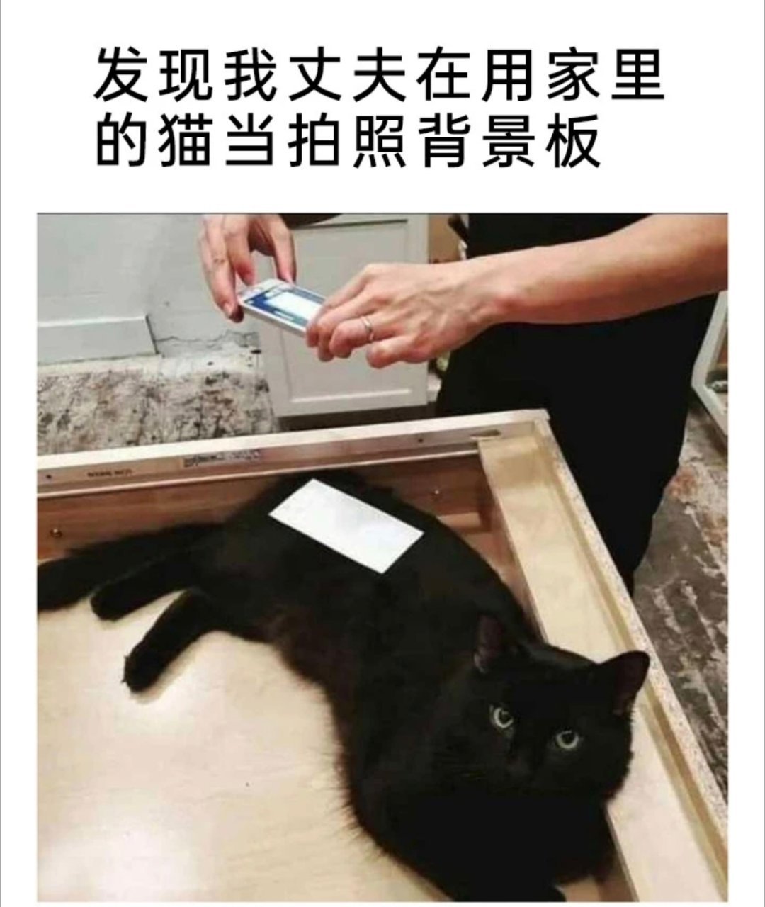 每日动物meme积累memes