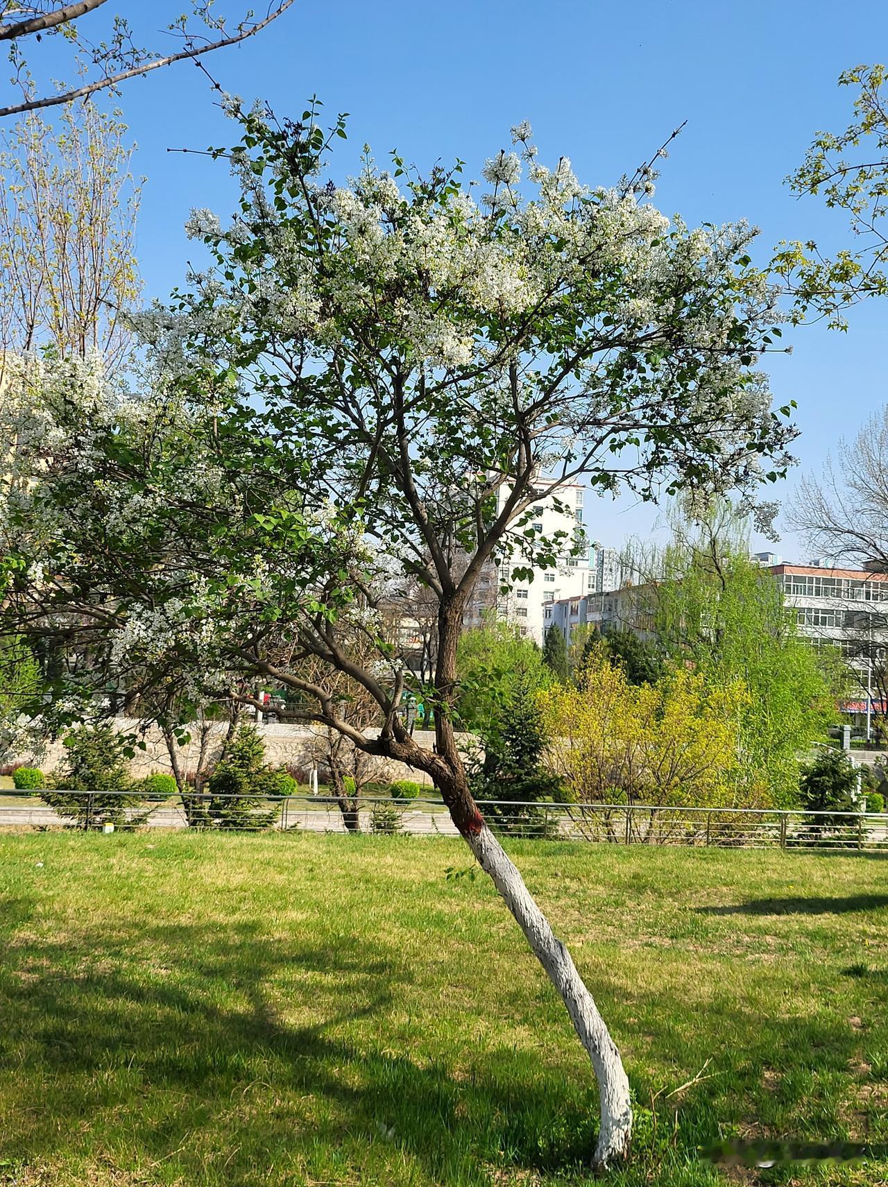 满树的花朵挤挤挨挨，像一片云霞落到了枝头。风过时，花瓣轻轻颤动，仿佛在低声说着什