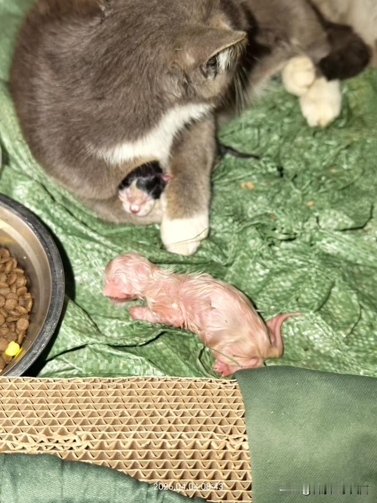 家里的猫主子当妈妈啦！🥹
 
谁懂啊！凌晨被家里猫主子的动静吵醒，一睁眼直接收